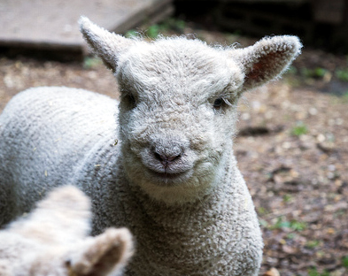 smiling-sheep-11.jpg