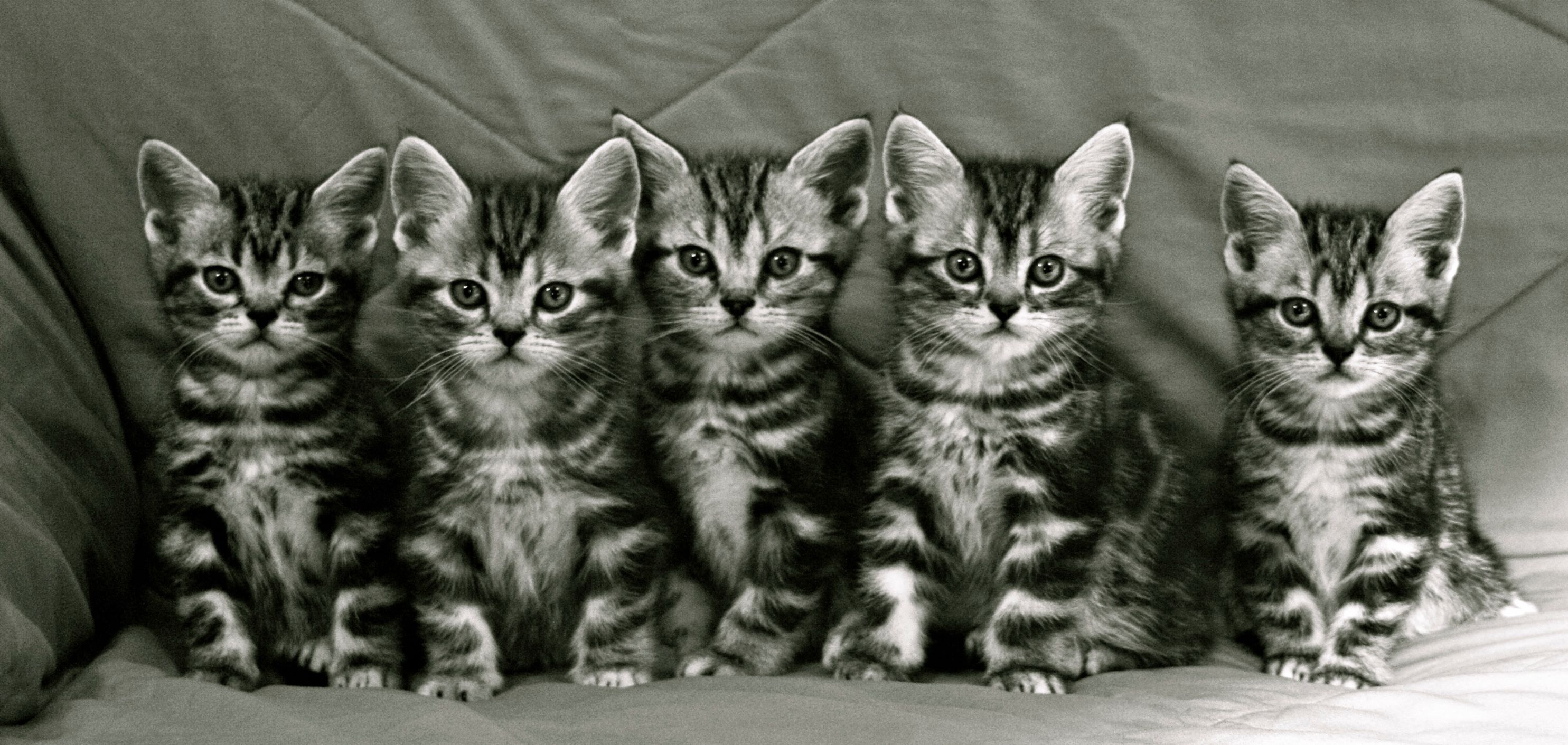 tc-p-litter-black-and-white-litter-of-5-american-shorthair-silver-tabby-kittens.jpg