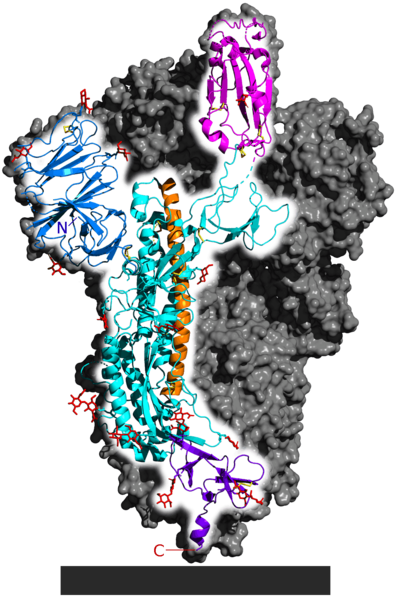 397px-6VSB_spike_protein_SARS-CoV-2_monomer_in_homotrimer.png