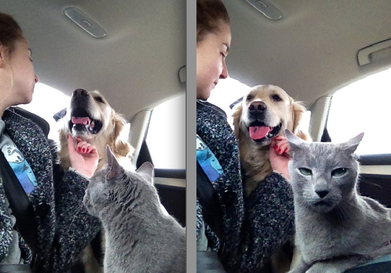 Cats-Show-Their-Humans-Whos-Boss-in-These-Priceless-Photos-cat-disapproves-of-humandog-love.png.pro-cmg.jpg