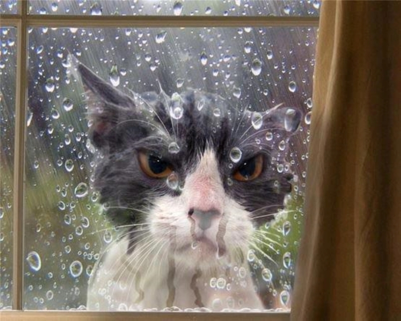 DQzWfza-RESIZE-Rain-Rain-Go-Away-Cats-Show-Their-Humans-Whos-Boss-in-These-Priceless-Photos-scaled.jpeg.pro-cmg.jpg