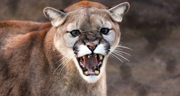 cougar-article.jpg